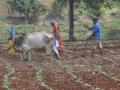 नंदुरबार जिल्ह्यातील शेतीत ‘ऑर्गेनिक कार्बन’च्या प्रमाणात वाढ - Marathi News | Increase in Organic Carbon in Agriculture in Nandurbar District | Latest nandurbar News at Lokmat.com