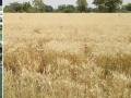 शेतकऱ्यांना बसणार कोट्यवधींचा फटका - Marathi News | Millions hit by farmers | Latest nandurbar News at Lokmat.com