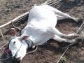 शॉक लागून बैलाचा मृत्यू - Marathi News | Shock Occupation | Latest jalgaon News at Lokmat.com