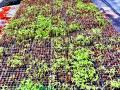 तणनाशक फवारल्याने १३ लाख रोपे नष्ट - Marathi News | 13 lakh seedlings destroyed due to spraying of herbicides | Latest nashik News at Lokmat.com