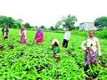 चांदगिरी भागात सोयाबीन बहरले - Marathi News | Soybeans flourished in Chandgiri area | Latest nashik News at Lokmat.com