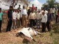 लष्कराच्या तोफगोळ्याने वाडिव-हेत गाय ठार - Marathi News | With the help of the army, the cow killed the cow | Latest nashik News at Lokmat.com