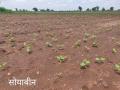 संकटांचा सामना करत श्रमाने मोती पिकवण्याची बळीराजाची तयारी - Marathi News | Baliraja's readiness to grow pearls with hard work in the face of adversity | Latest nashik News at Lokmat.com