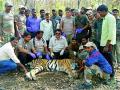 वाघाचा दुसरा बछडाही आता ‘रेडिओ कॉलर’मध्ये - Marathi News | The second calf of Tiger is now in 'Radio Caller' | Latest yavatmal News at Lokmat.com