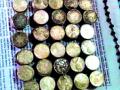 खोदकामात सापडले चांदीचे शिक्के - Marathi News | Silver stamps found in kiosks | Latest yavatmal News at Lokmat.com