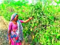चिंचवड ते युरोप ‘केशर’चा प्रवास - Marathi News | Travel to Chinchwad, Europe, 'Saffron' | Latest nashik News at Lokmat.com