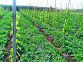 द्राक्षबागेत  कलिंगड - Marathi News | Vineyard | Latest nashik News at Lokmat.com