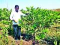 पेरूच्या पहिल्या तोड्यातच ७० हजारांचे उत्पन्न - Marathi News | The first break in Peru is 70,000 | Latest nashik News at Lokmat.com