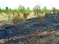 डोंगरगाव येथे शॉर्टसर्किटने डाळिंबबाग खाक - Marathi News | Dormong at Dongargaon with Dortmund | Latest nashik News at Lokmat.com