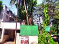 अधिकाऱ्यामुळे थांबली वृक्षतोड - Marathi News |  Authorities stopped trees | Latest nashik News at Lokmat.com