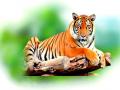 जगात सर्वाधिक वाघ भारतात मेळघाट व्याघ्र प्रकल्प सरस - Marathi News | Most tigers in the world Melghat tiger project glue in India | Latest amravati News at Lokmat.com