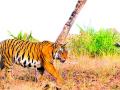 वाढत्या पर्यटनामुळे वाघांच्या अधिवासासह वागणुकीवर परिणाम - Marathi News | Impact on tiger habitat due to increasing tourism | Latest vardha News at Lokmat.com