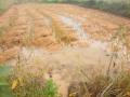 अवकाळी पावसाने विदर्भातील सोयाबीन व कापसाला फटका - Marathi News | Rainy days hit Vidarbha soybeans and cotton | Latest nagpur News at Lokmat.com