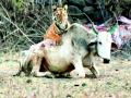 यवतमाळ जिल्ह्यात वाघिणीचा हल्ला कॅमेऱ्यात कैद - Marathi News | Tigress attack on bullock in Yavatmal district | Latest yavatmal News at Lokmat.com