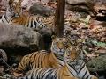 २९ जुलै; जागतिक व्याघ्र दिन; जगात सर्वाधिक वाघ भारतात - Marathi News | World Tiger Day; India has the most tigers in the world | Latest amravati News at Lokmat.com