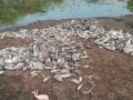भंडारा जिल्ह्यातल्या जोडाबोडी तलावातील हजारो मासे मृत्युमुखी - Marathi News | Thousands of fish died in Jhabebodi lake in Bhandara district | Latest bhandara News at Lokmat.com