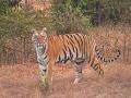 थरारक... 'लोकमत'च्या कॅमेऱ्यात चंदाची भेदक नजर - Marathi News | Lokmat team sees tigress Chanda in dense Sahyadri forests | Latest kolhapur News at Lokmat.com