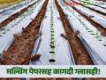नवीनच फंडा! मिरची लागवडीसाठी मल्चिंगसह कागदी ग्लासचा वापर - Marathi News | New Trick! Use of paper glass with mulching for chilli cultivation | Latest agriculture News at Lokmat.com