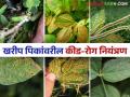 Crop Management : खरिपातील सोयाबीन, कापूस, मका पिकांवरील कीड-रोगांचे असे करा व्यवस्थापन - Marathi News | Crop Management Management of pests and diseases on soybean, cotton, maize crops in Kharip | Latest agriculture News at Lokmat.com