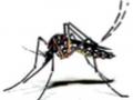 जिल्ह्यात संसर्गजन्य आजारात डेंग्यूचाही दंश! - Marathi News | Dengue bites in infectious diseases in the district! | Latest amravati News at Lokmat.com