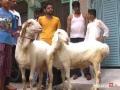 ईदनिमित्त जनावरांचे बाजार बंद राहणार - Marathi News | The livestock market will be closed on this occasion | Latest nashik News at Lokmat.com