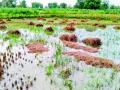 परतीच्या पावसाने धान उद्ध्वस्त - Marathi News | Paddy rains in return rains | Latest bhandara News at Lokmat.com