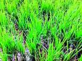 एक लाख हेक्टरमधील धानपीक धोक्यात - Marathi News | One lakh hectares of rice crop in danger | Latest bhandara News at Lokmat.com