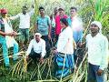 स्पार्किंगने शेतातील उसाला आग - Marathi News | Sparkling cane fire in the field | Latest bhandara News at Lokmat.com