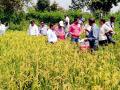 १३५ दिवसांचे धानाचे वाण ९० दिवसांत निसवले - Marathi News |  135 days of rice varieties have survived within 90 days | Latest bhandara News at Lokmat.com