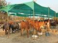 धुळे जिल्ह्यातील चार गावांमध्ये चारा छावणी सुरू करावी - Marathi News | To start a fodder camp in four villages of Dhule district | Latest dhule News at Lokmat.com