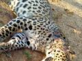 चंद्रपूर जिल्ह्यात वन्यप्राण्यांच्या झुंजीत बिबट्याचा मृत्यू - Marathi News | Leopard dies in wildlife clash in Chandrapur district | Latest chandrapur News at Lokmat.com