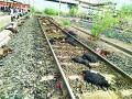 रेल्वेने चिरडला शेळ्यांचा कळप - Marathi News | The flock of goats roared by the train | Latest chandrapur News at Lokmat.com