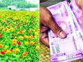 शेतकऱ्यांनो, करडई पेरा आणि एकरी २२०० रुपये मिळवा - Marathi News | Farmers, sow safflower and get Rs. 2200 per acre | Latest chandrapur News at Lokmat.com