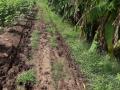 अंतुर्ली परिसरातील शेत शिवाराच्या रस्त्यांची दुर्दशा - Marathi News | Plight of farm roads in Anturli area | Latest jalgaon News at Lokmat.com