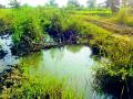 बंधाºयांमुळे शेवटच्या शेताला पाणी मिळेना - Marathi News | The last one should not get water after tied-up area | Latest gadchiroli News at Lokmat.com