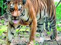 वाघांच्या दहशतीने पहाटे फिरायला जाणाऱ्यांचा हिरमोड - Marathi News | The trepidation of the tigers in the dawn | Latest gadchiroli News at Lokmat.com
