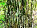 रोपवन कामात बांबूचा वापर - Marathi News | Use of bamboo in plantation work | Latest gadchiroli News at Lokmat.com