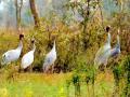 गोंदिया जिल्ह्यात सारस पक्ष्यांची संख्या ३५ वरुन ३८ वर - Marathi News | The number of crane in Gondia district is 35 to 38 | Latest gondia News at Lokmat.com
