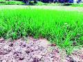 १० हजार हेक्टरवरील रोवण्या खोळंबल्या - Marathi News | Plants were dug on 10,000 hectares | Latest gondia News at Lokmat.com