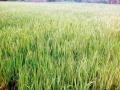 पावसाअभावी धानाचे हेक्टरी उत्पादन घटणार - Marathi News | Due to lack of rainfall the production of the rice will decrease | Latest gondia News at Lokmat.com