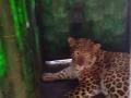 बिबट्या गोंदे दुमाल्यात बिबट्या पिंज-यात जेरबंद - Marathi News |  Leopard gondes in Dumlaya, leopard cages - Martingale | Latest nashik News at Lokmat.com