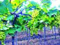 बदलत्या वातावरणाचा द्राक्षांना फटका - Marathi News | Changing grapes in a changing environment | Latest nashik News at Lokmat.com