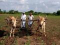 आषाढी अगोदरच पांडुरंग पावला, अन् वारकरी शेतीत रमला - Marathi News | Ashadhi had already reached Pandurang, Anwarkari was playing in the fields | Latest nashik News at Lokmat.com