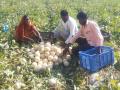 पीक पध्दतीत बदल केल्याने दोन एकरात घेतले तीन लाखांचे खरबूज - Marathi News | Due to changes in crop method, three lakh melons were taken in two acre | Latest solapur News at Lokmat.com