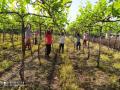द्राक्षबागा वाचविण्यासाठी शेतकऱ्यांची कसरत - Marathi News | Farmers exercise to save the vineyard | Latest nashik News at Lokmat.com