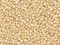 अन्नधान्यापासून इथेनॉल निर्मिती - Marathi News | Production of ethanol from food grains | Latest kolhapur News at Lokmat.com