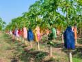 पपईच्या झाडांवर रंगीबेरंगी कापडाचे आवरण - Marathi News | Colorful cloth cover on papaya trees | Latest nandurbar News at Lokmat.com