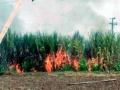 परभणी : दोन शेतकऱ्यांचा जळाला ऊस - Marathi News | Parbhani: Sugarcane burnt to two farmers | Latest parabhani News at Lokmat.com