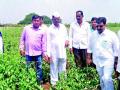 पावसाने टोमॅटो पिकाचे नुकसान - Marathi News |  Damage of tomato crop by rain | Latest nashik News at Lokmat.com