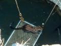 सोनगाव येथील विहिरीत पडलेल्या बिबट्याला जीवदान - Marathi News |  Jeevan, a leopard lying on the well in Sonegaon | Latest nashik News at Lokmat.com